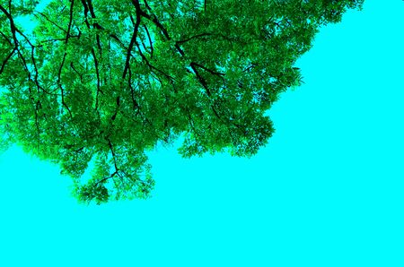 green leaves on white background.の写真素材