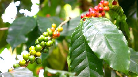 Close up fresh organic red raw and ripe coffee cherry beans on tree plantation.