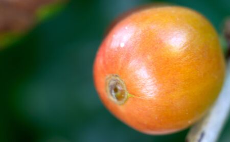 Close up fresh organic red raw and ripe coffee cherry beans on tree plantation.の写真素材