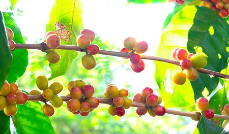 Close up fresh organic red raw and ripe coffee cherry beans on tree plantation.の写真素材