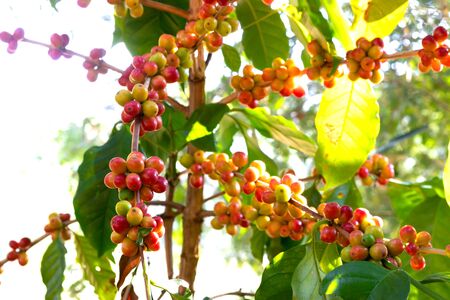 Close up fresh organic red raw and ripe coffee cherry beans on tree plantation.の写真素材