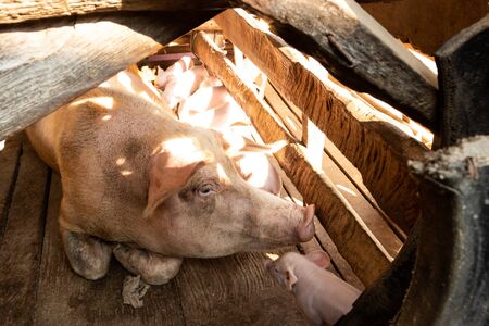 Little pigs at farm waiting for food. Shallow depth of field.の写真素材