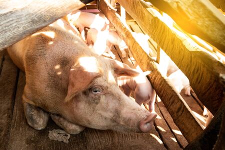 Little pigs at farm waiting for food. Shallow depth of field.の写真素材