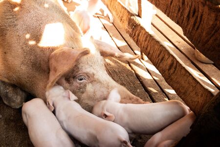 Little pigs at farm waiting for food. Shallow depth of field.の写真素材