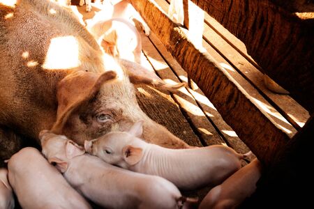 Little pigs at farm waiting for food. Shallow depth of field.の写真素材