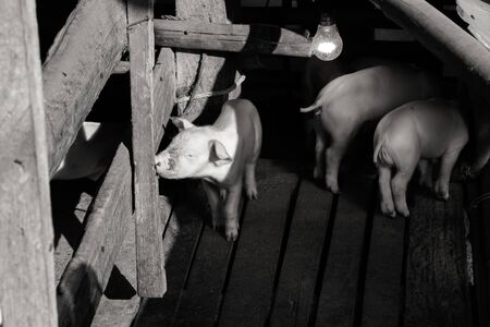 Little pigs at farm waiting for food. Shallow depth of field.の写真素材