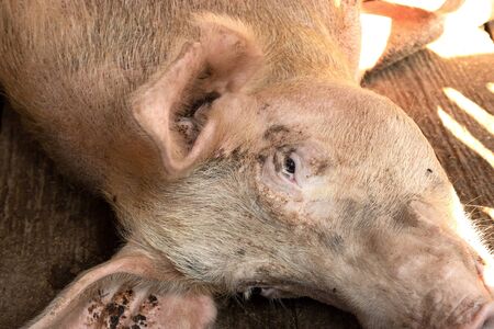 pigs at farm waiting for food. Shallow depth of field.の写真素材