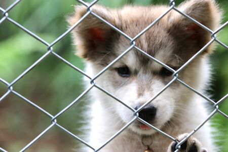 puppy dog.の写真素材
