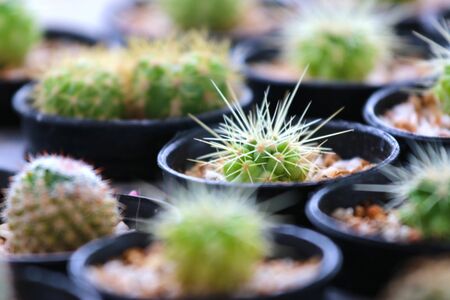 Colorful of beautiful cactus or succulents in the pot pattern background. selective focus.の写真素材