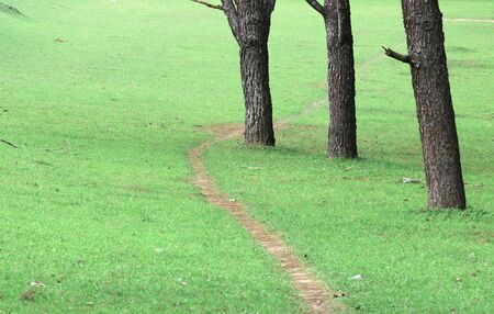 Walking in a green lawns and pine forestの写真素材