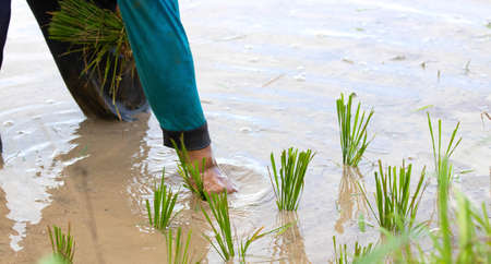 Thai farmer planting on the paddy rice farmland.の写真素材