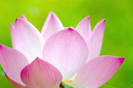 Lotus flower and Lotus flower plants.の写真素材