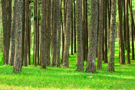 Beautiful summer pine forest with different treesの写真素材