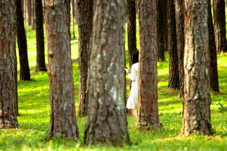 Beautiful summer pine forest with different treesの写真素材