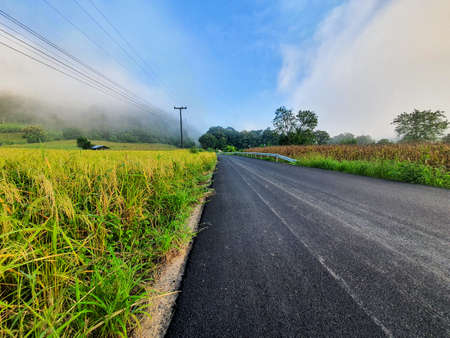 Beautiful gold rice field, road in countryside.の写真素材