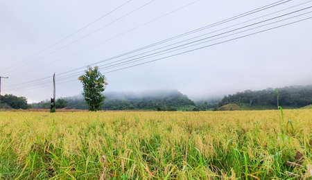Beautiful gold rice field, rice terrace.の写真素材