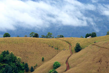 Panorama of beautiful view on hills.の写真素材
