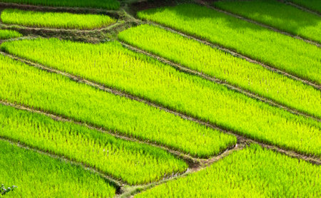 Green terraced rice field. Beautiful nature landscape background.の写真素材