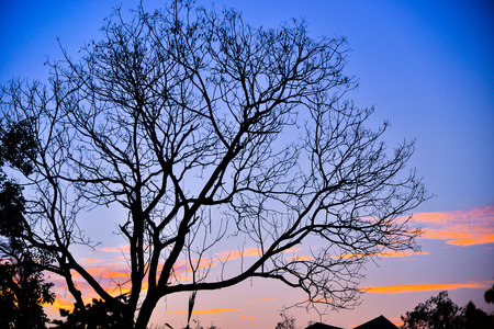 Vertical image of a Joshua Tree silhouetted against a blue twilight skyの写真素材