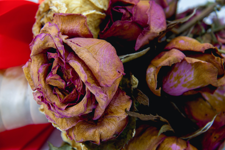 A wilting rose signifies lost love, divorce, or a bad relationshipの写真素材