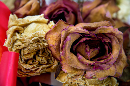A wilting rose signifies lost love, divorce, or a bad relationshipの写真素材