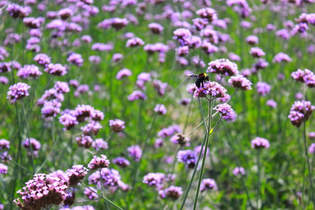 The Verbena Flower and black bee, verbena is a Beautiful Perennial Plant That Blooms in Pots and Summer Plantersの写真素材