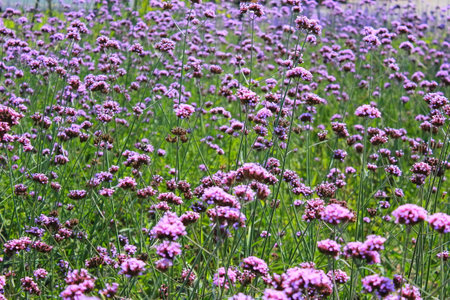 Verbena flowers in the garden, close up of purple flowersの写真素材