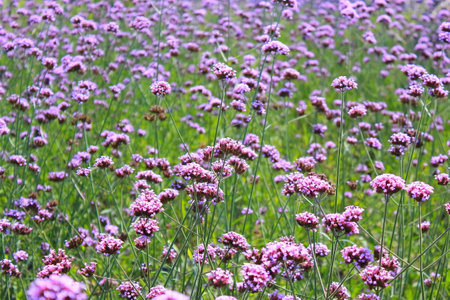 Verbena flowers in the garden, close up of purple flowers.の写真素材