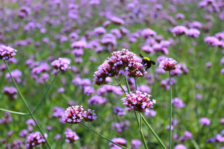 Purple Verbena flowers and bumblebee in the garden.の写真素材