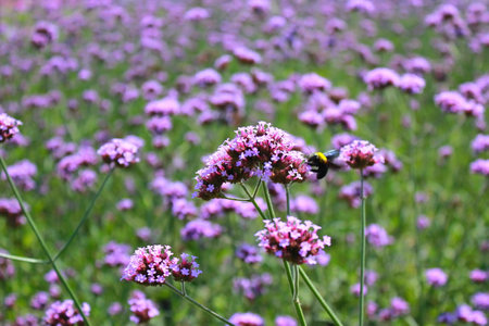 Purple Verbena flowers with bumblebee in the field.の写真素材