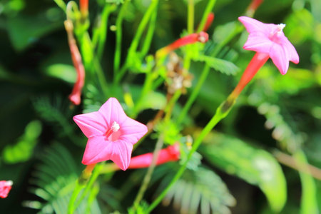 Pink Quamoclit pennata and green leaf for background, copy space.の写真素材