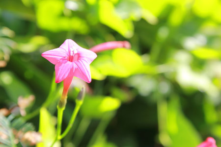 Pink Quamoclit pennata and green leaf background.の写真素材