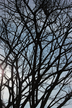 branches against blue skyの写真素材