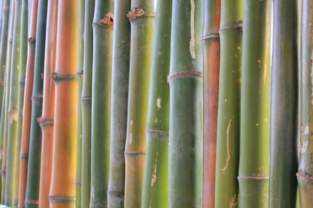 Bamboo background image, multi color bamboo for copy space.の写真素材