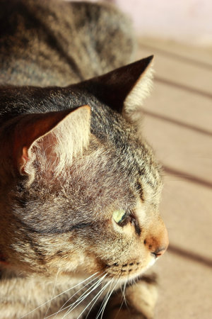 Portrait of a tabby cat, close-up, selective focus.の写真素材