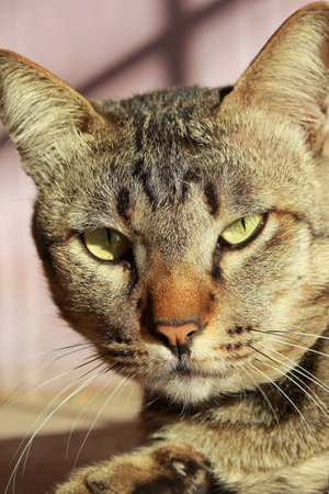 portrait of a tabby cat with green eyes on a pink backgroundの写真素材