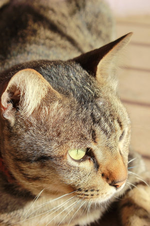 Portrait of a tabby cat with green eyes, close-upの写真素材