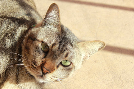 Portrait of a tabby cat with green eyes lying on the floor.の写真素材