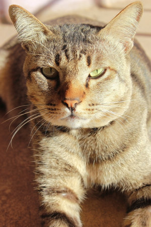 Portrait of a cat on a brown background. Close-up.の写真素材