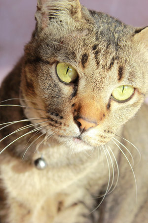 Cute tabby cat with green eyes, closeup of photoの写真素材