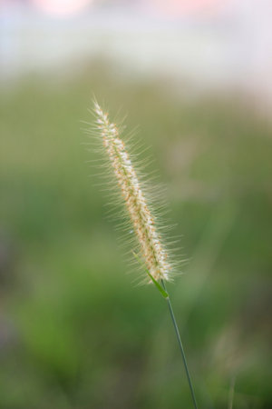 Grass flower in the meadow, soft focus and shallow depth of field.の写真素材