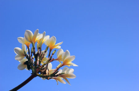 White frangipani flower on blue sky background, Thailand.の写真素材
