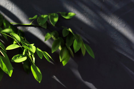 Green leaves on black wall with sunlight and shadow. Natural background.の写真素材