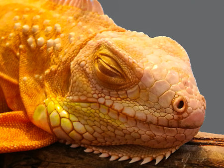 Close-up of a golden iguana is sleeping on a log. Isolated on a gray background.の写真素材