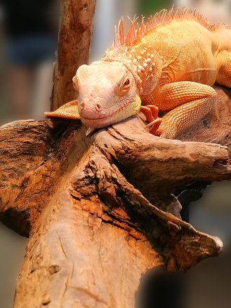 Golden Iguana on a tree branch looking at camera.の写真素材