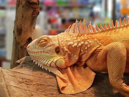 Golden Iguana sleeping on the tree.の写真素材