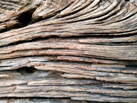 Old wood texture background. Closeup of old wood texture background.の写真素材