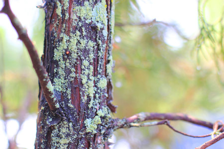 Lichens on the tree in the forest. Macro. Selective focusの写真素材