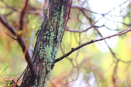 Lichens on the bark of a pine tree in the forest.の写真素材