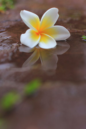 Frangipani flower on the wet sand with water reflection.の写真素材
